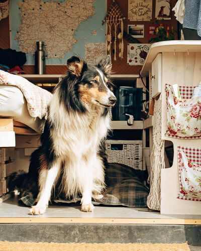 Hund im selbst ausgebauten Bus